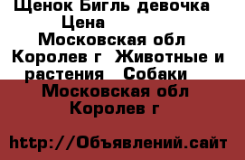  Щенок Бигль девочка › Цена ­ 35 000 - Московская обл., Королев г. Животные и растения » Собаки   . Московская обл.,Королев г.